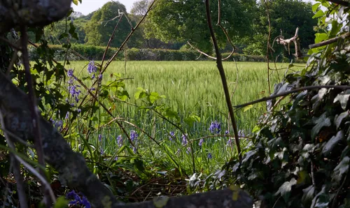 Hedge view green wheat This rural landscape photograph shows a view through a hedge towards fields of green wheat, taken in the late afternoon during spring. Stems of wheat stretch across the agricultural fields, with wild bluebells growing along the edge of the hedge in the foreground. Surrounding the fields are dense green trees typical of the English countryside in spring, and the sunlight casts a gentle illumination over the wheat and wildflowers, highlighting the rural atmosphere and natural growth characteristic of this agricultural setting.
